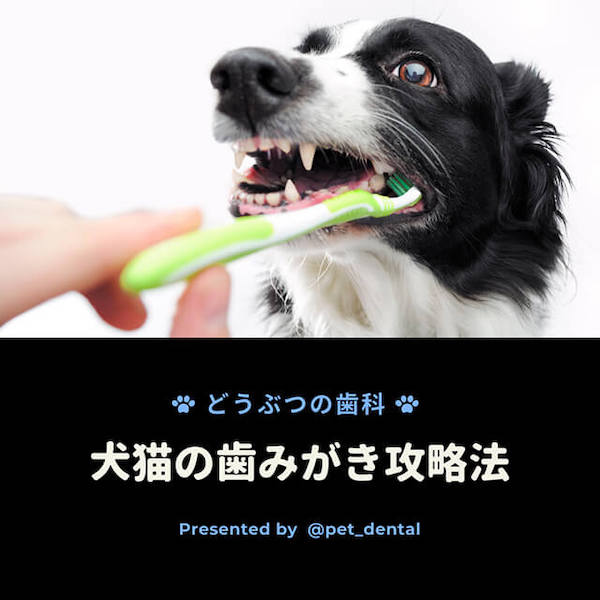犬猫の歯磨き攻略法