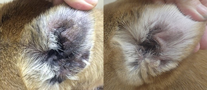 16695円 新作多数 犬と猫の皮膚病―臨床的および病理組織学的診断法