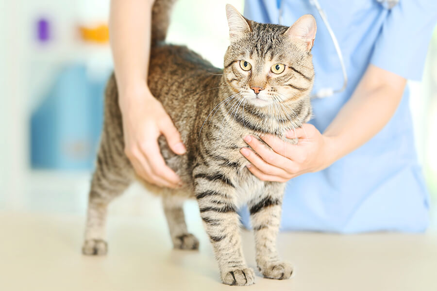 猫にやさしい動物病院