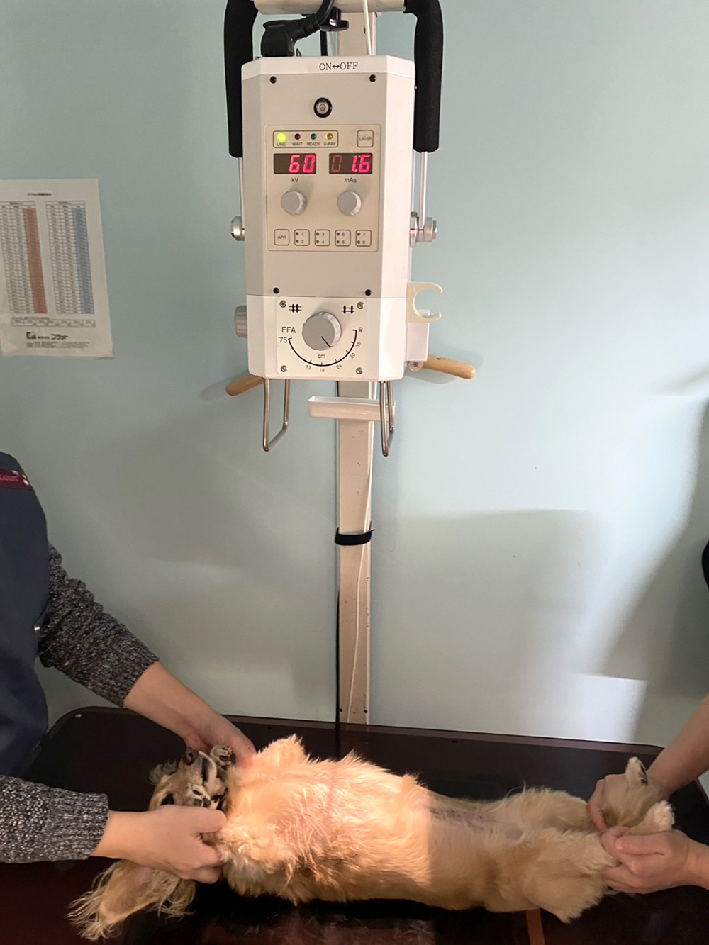 レントゲン検査