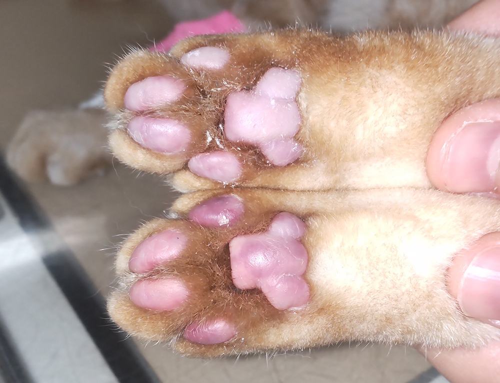 猫の大動脈血栓塞栓症