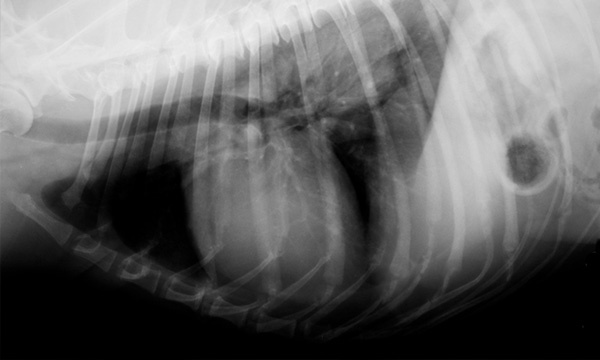 レントゲン検査