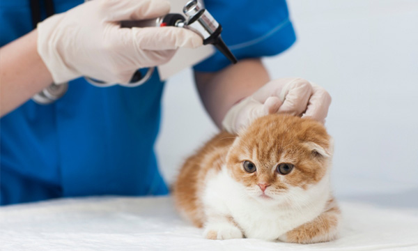 皮膚科・耳科検査