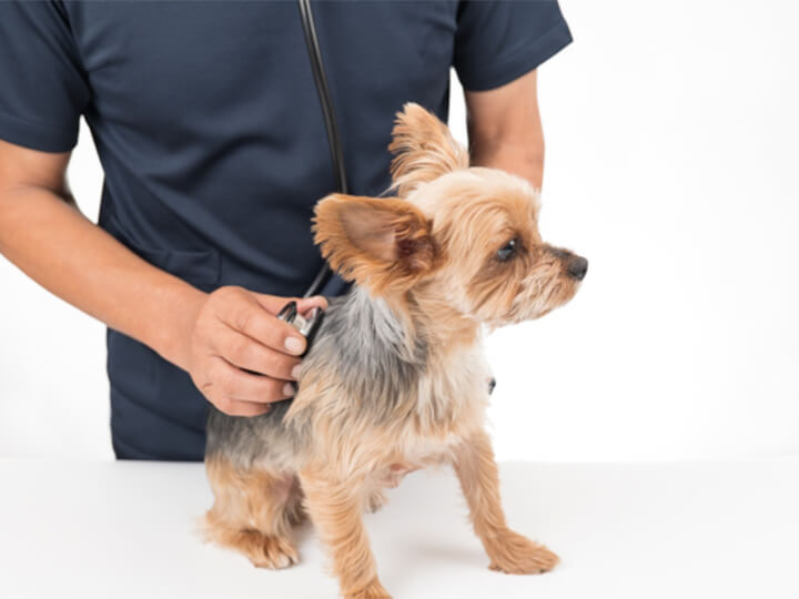 去勢・避妊手術