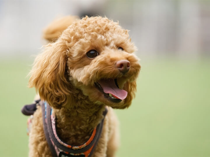 去勢・避妊手術の流れ