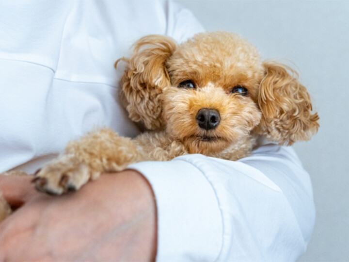 犬の混合ワクチン