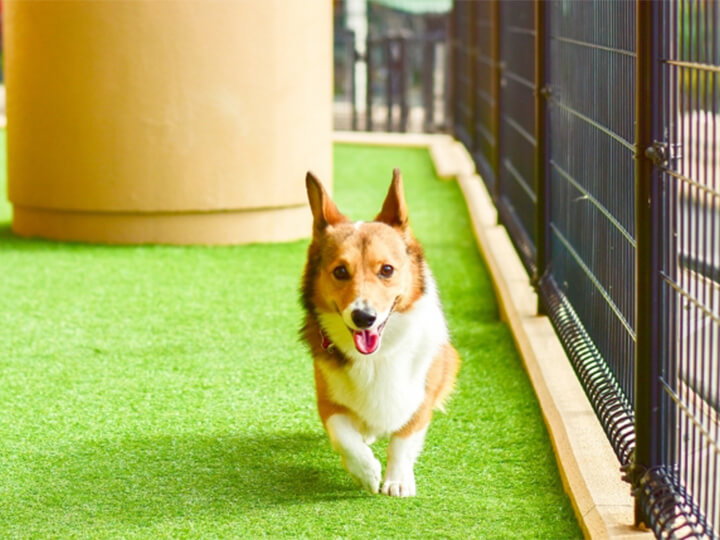 犬の混合ワクチン