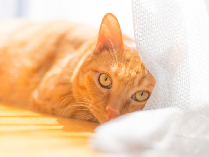 猫の混合ワクチン