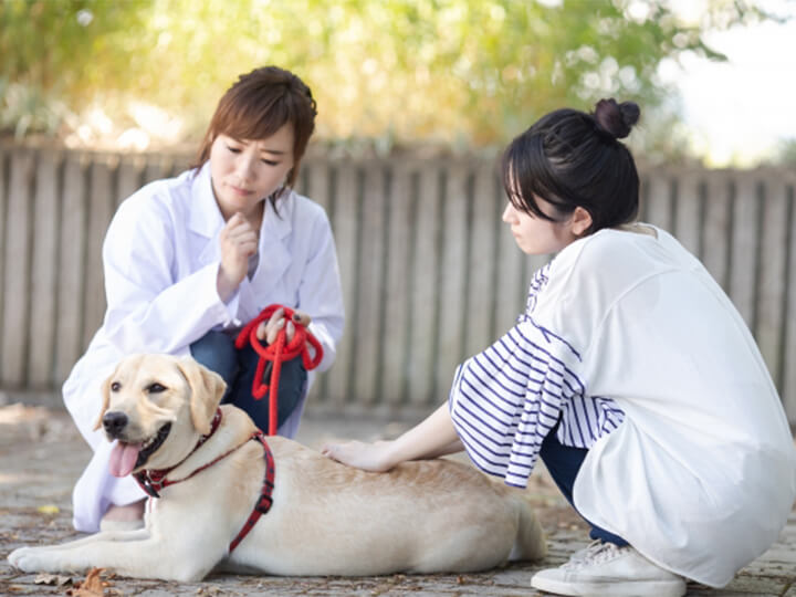 猫の混合ワクチン