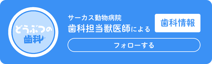 サーカス動物病院 歯科担当獣医師による歯科情報