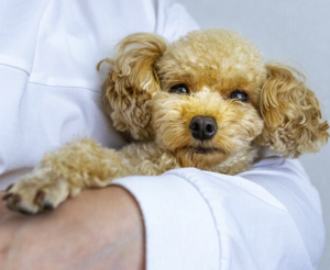 狂犬病・混合ワクチン