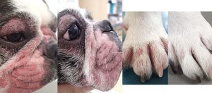 外用療法によりアトピー性皮膚炎が改善したフレンチブルドッグさん