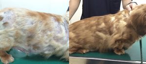 外用薬によりアトピー性皮膚炎と再発性膿皮症が改善したM・ダックスフンドさん