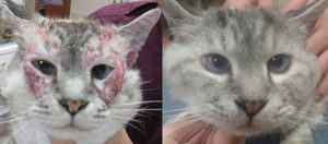 過敏性皮膚炎が劇的に改善した猫さん
