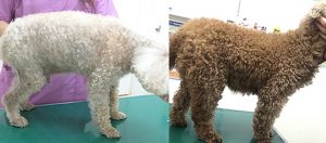 皮膚と健康状態が劇的に改善したトイプードルさん