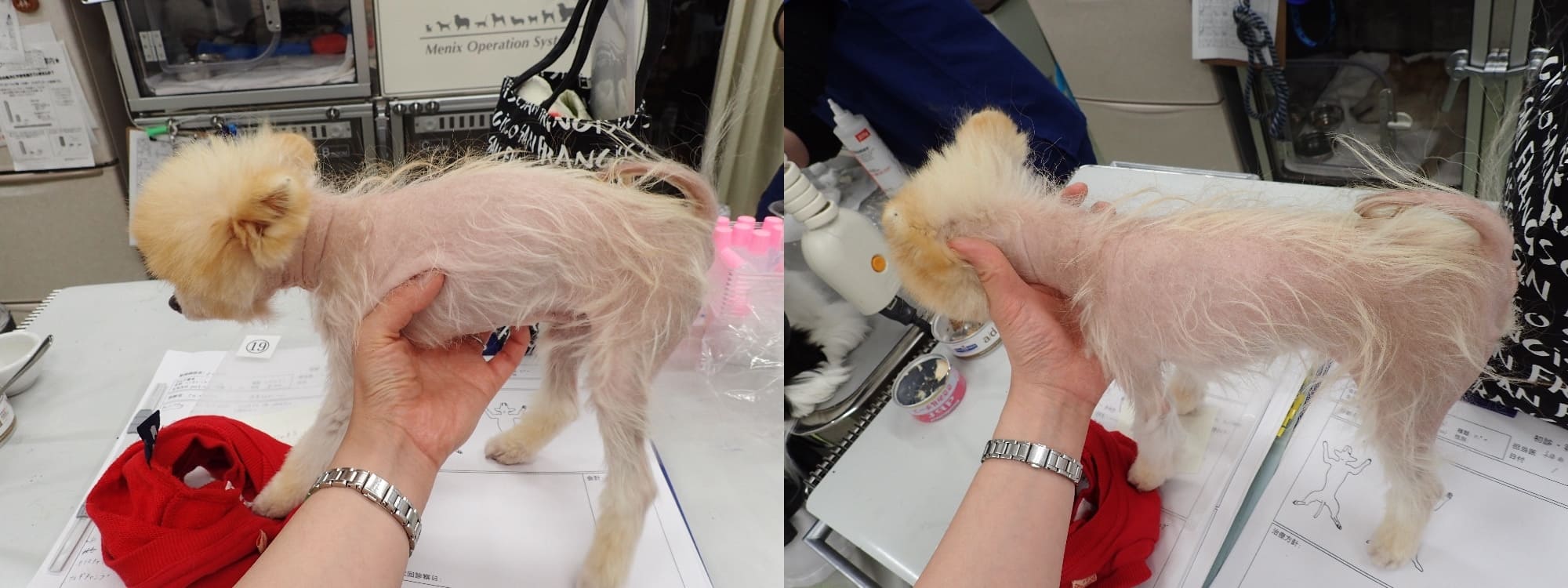 ポメラニアン　アロペシアX　来院時