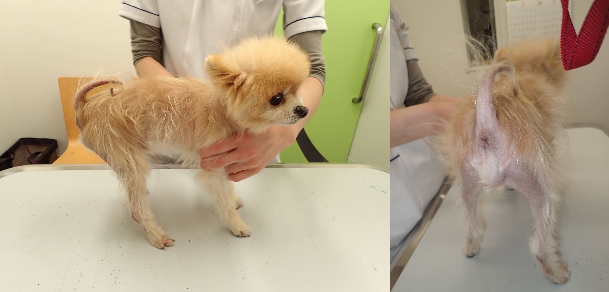 ポメラニアン　アロペシアX　治療開始2ヶ月後