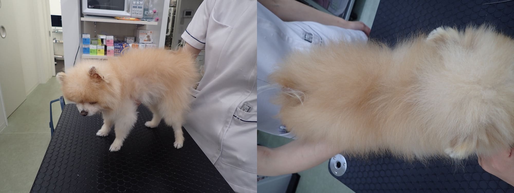ポメラニアン　アロペシアX　治療開始4ヶ月後