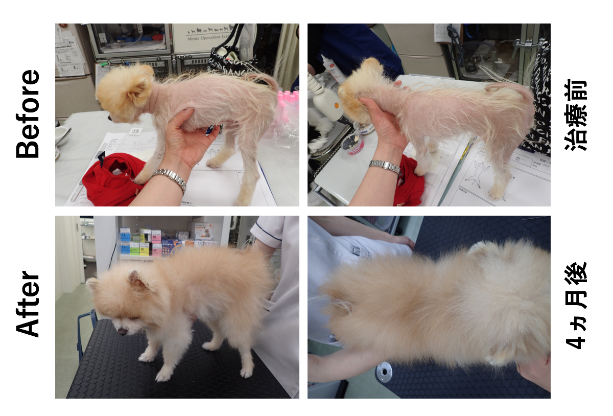 脱毛の治療前と治療後のポメラニアン