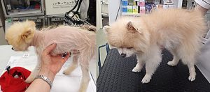 脱毛が劇的に改善したポメラニアンさん