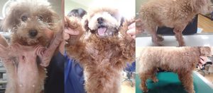 スキンケアでアトピー性皮膚炎が劇的に改善したトイ・プードルさん