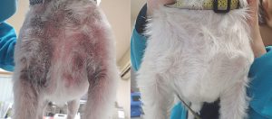 副作用を減らしながらアトピー性皮膚炎とマラセチア性皮膚炎が改善したウェスティーさん