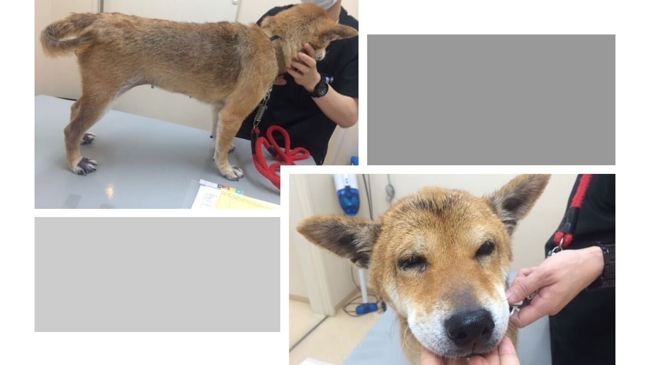 柴犬のお顔写真