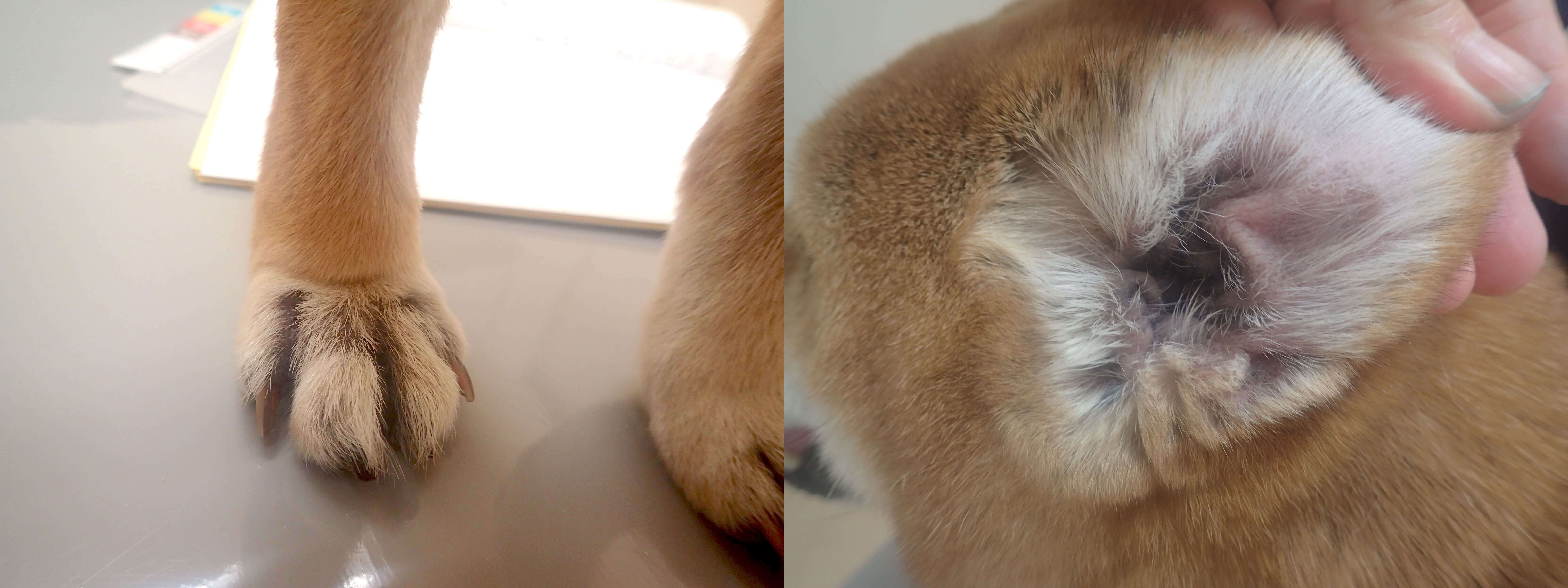 皮膚が改善した写真