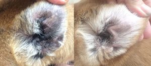 長年続く外耳炎が改善した12才の柴犬さん