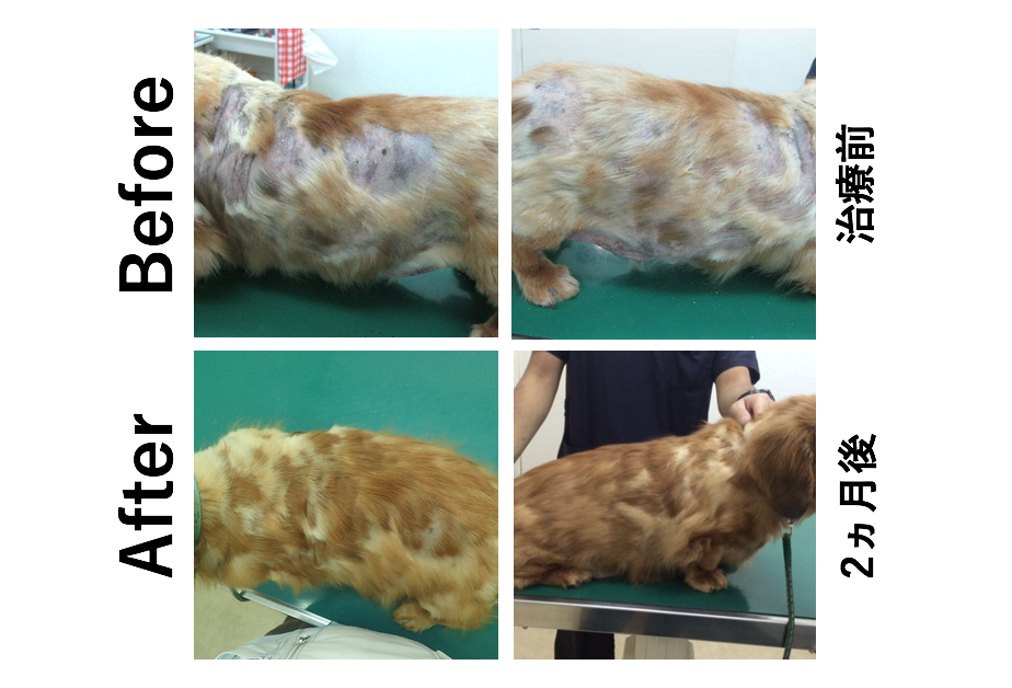 犬アトピー性皮膚炎と再発性膿皮症のミニチュアダックスフンドの治療前と治療後の写真