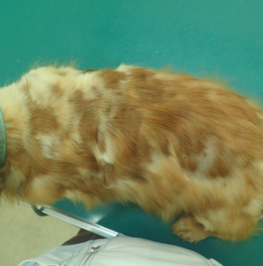 犬　アトピー性皮膚炎　再発性膿皮症　２ヶ月後　１