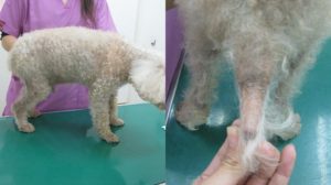 犬 甲状腺機能低下症 来院時