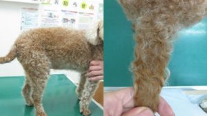 犬 甲状腺機能低下症 治療1ヶ月後