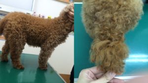 犬 甲状腺機能低下症 治療2ヶ月後