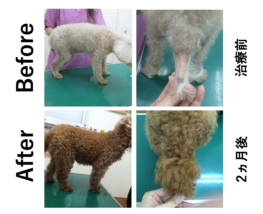 甲状腺機能低下症のトイプードル治療前、治療後の写真