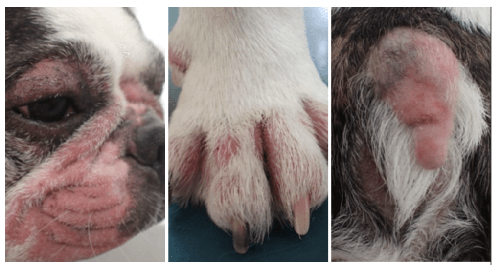 犬 アトピー性皮膚炎 治療前