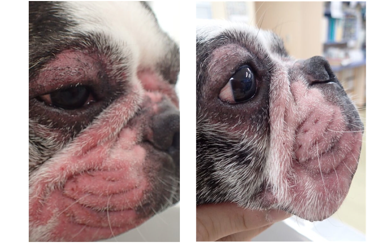 アトピー性皮膚炎のフレンチブルドッグの顔