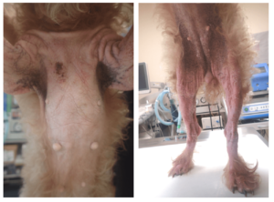 アトピー性皮膚炎のトイ・プードル