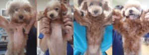 トイ・プードル アトピー性皮膚炎 ビフォーアフター1