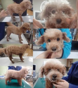 トイ・プードル アトピー性皮膚炎 ビフォーアフター2