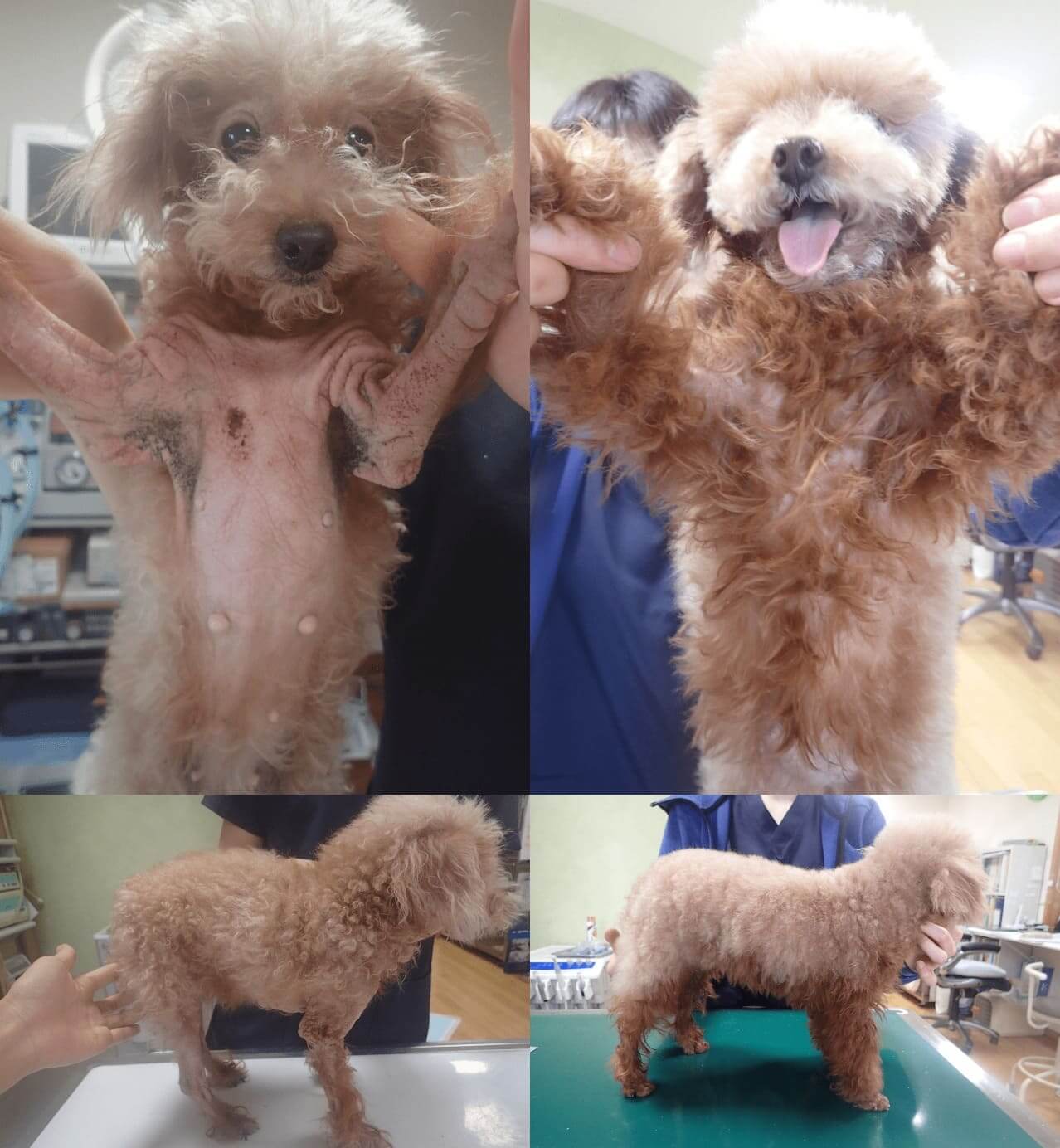 犬アトピー性皮膚炎のトイプードル