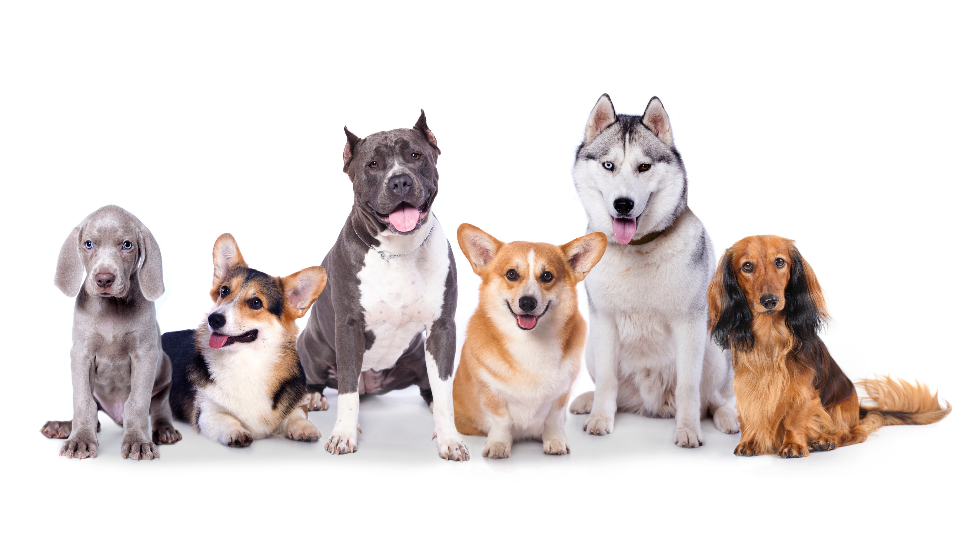 並んでいる犬たち