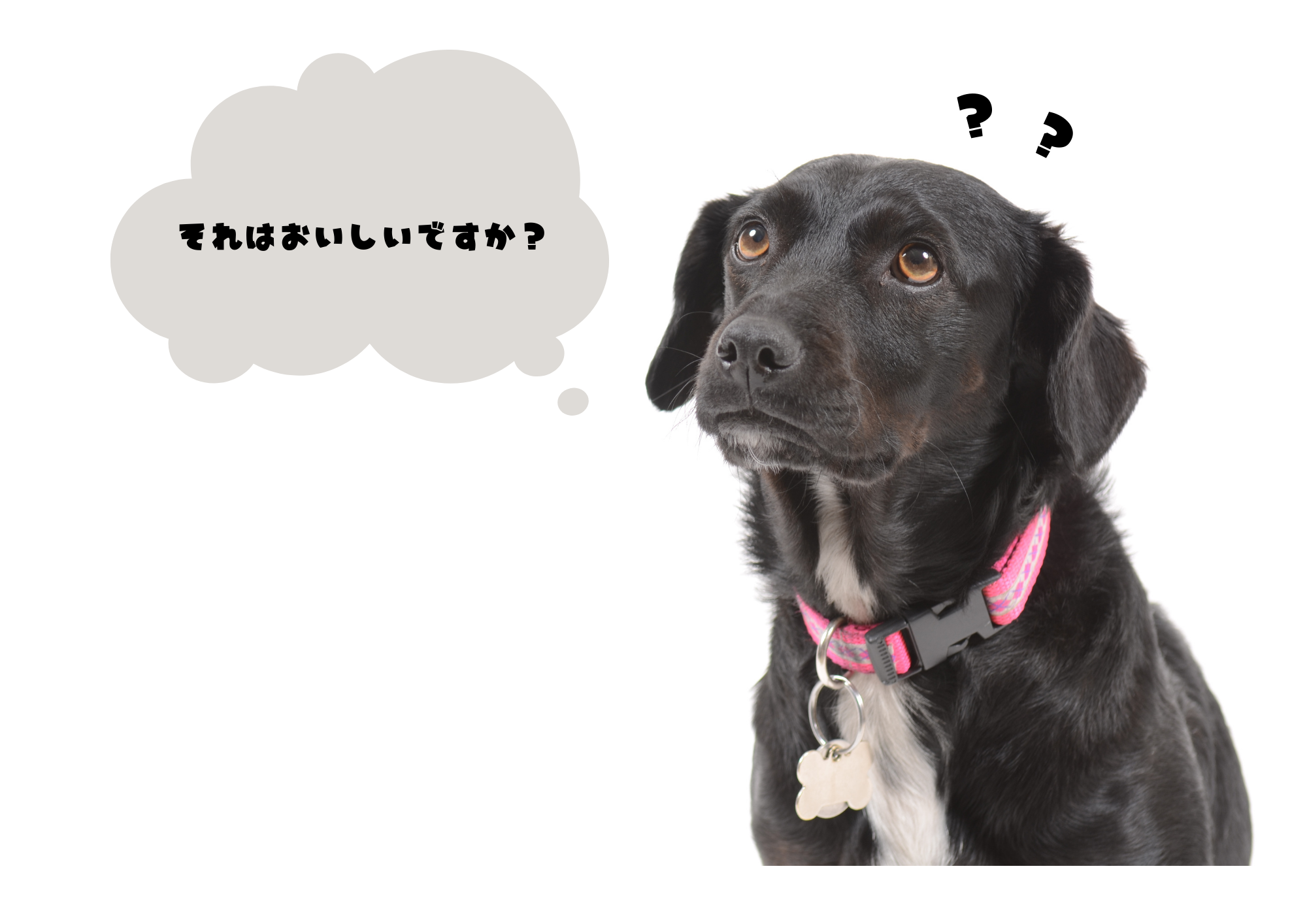 それはおいしいですか？と言っている犬