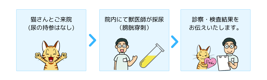 猫の採尿の仕方の説明　膀胱穿刺