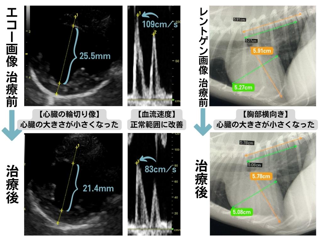 治療を行う前後での比較画像