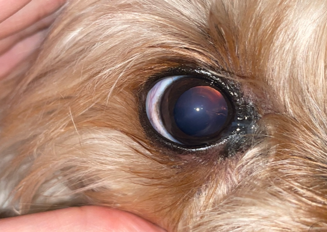 核硬化症と診断したヨークシャー・テリアの外見写真