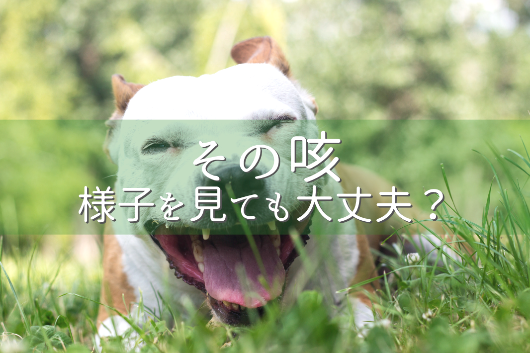 その咳様子を見ても大丈夫?