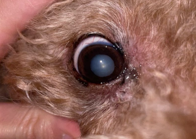 成熟白内障のトイプードルの写真