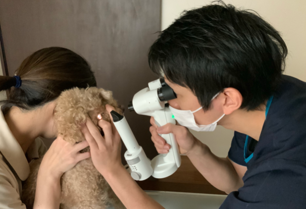 犬の眼をスリットランプで見ている様子