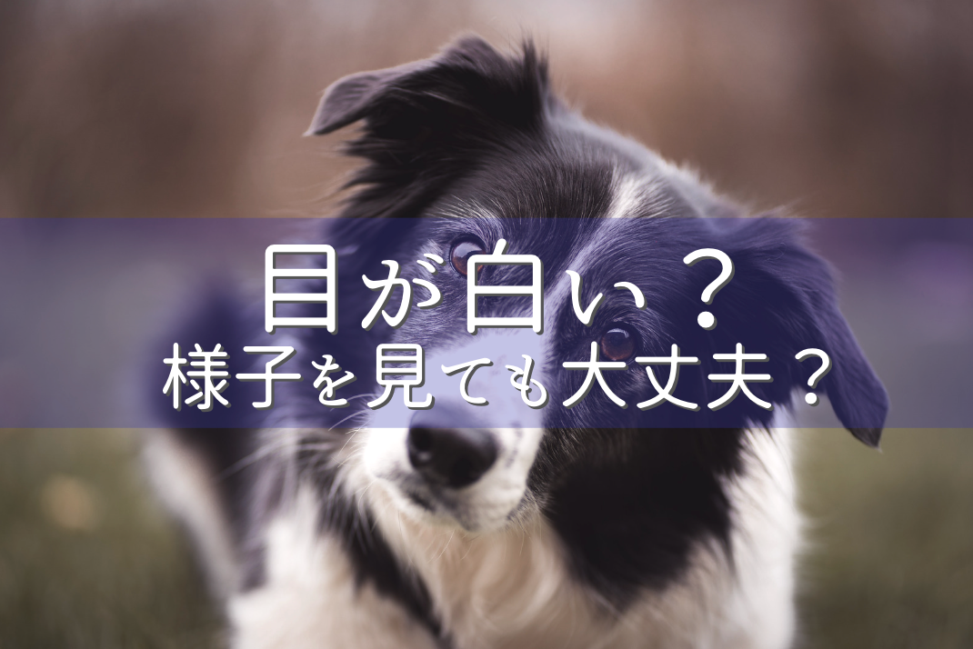 目が白い?様子を見ても大丈夫?